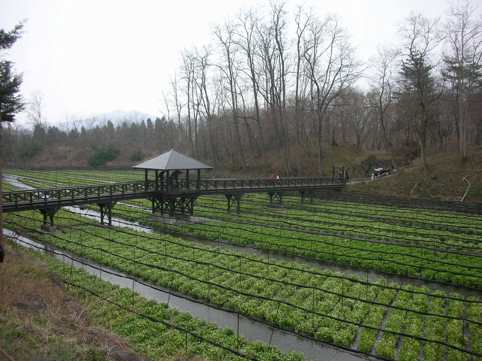 Enchanted Blogging Wasabi Farm