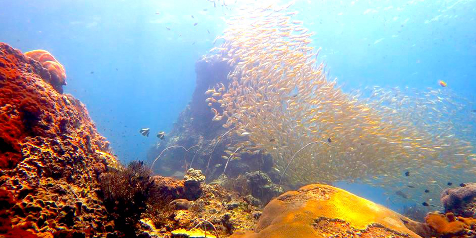 Scuba Diving Phuket - Similan Islands - Phuket Thailand.: Diving In The