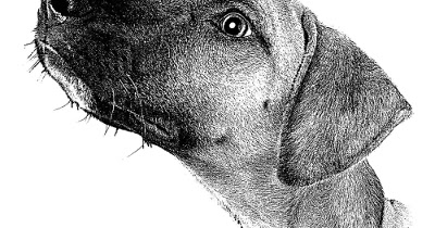 el estudio violento cepillo Literatura +1: "El camino del perro", de Sam Savage