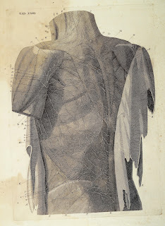 An illustration from Mascagni's celebrated book on the human lymphatic system