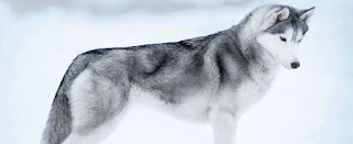  Siberian husky dog breed Grooming