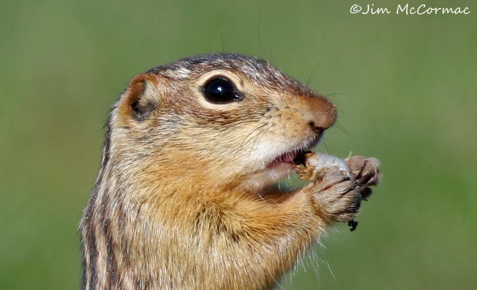 Ohio Birds and Biodiversity Thirteenlined Ground Squirrels!
