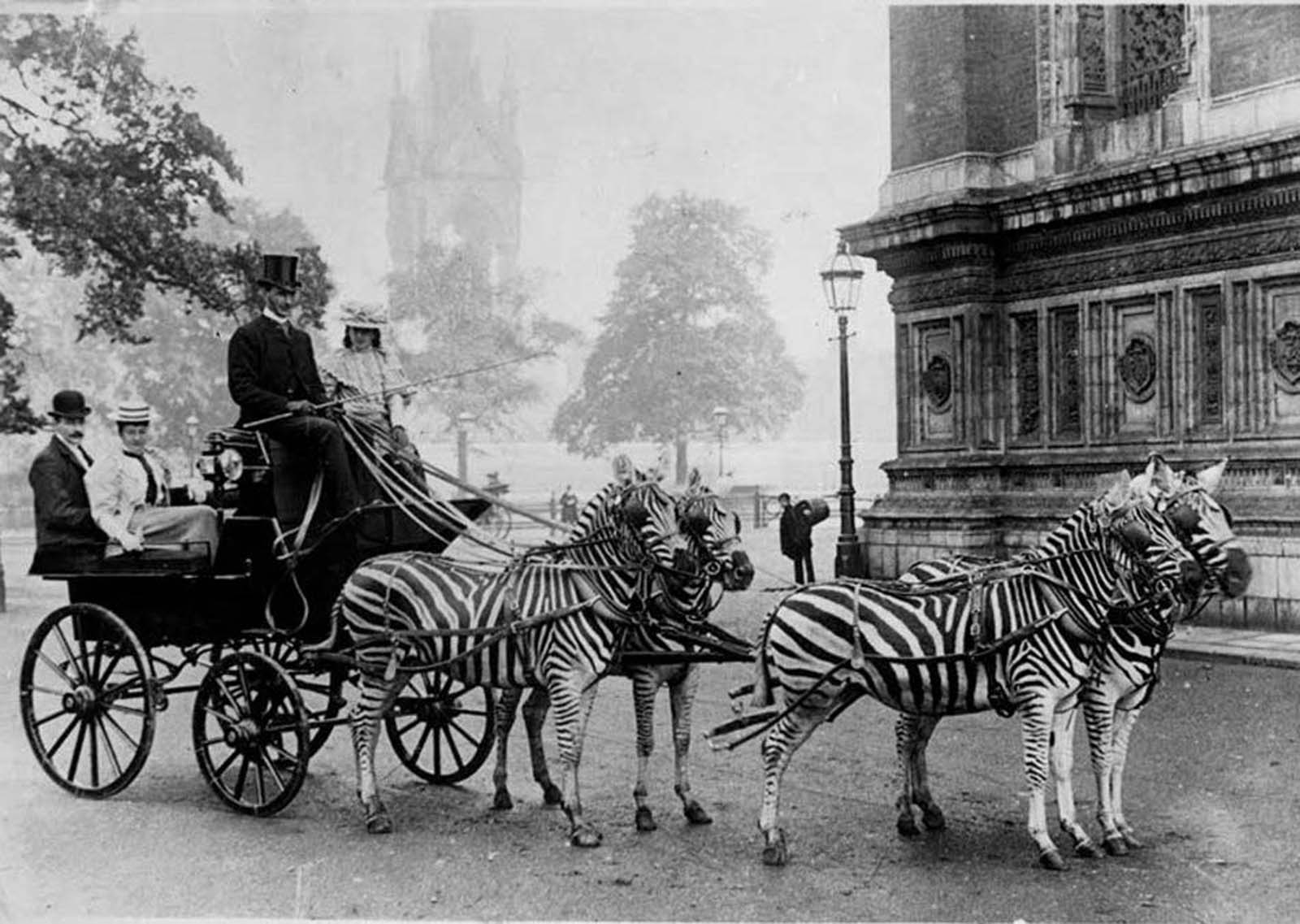 riding zebras photographs