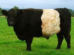 A Galloway Cow