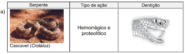 Considerando a velocidade da resposta em relação ao tipo de ação da peçonha e à dentição proteróglifa para a sua inoculação, qual das serpentes encontradas no Brasil pode ser comparada à Naja? Considerando a velocidade da resposta em relação ao tipo de ação da peçonha e à dentição proteróglifa para a sua inoculação, qual das serpentes encontradas no Brasil pode ser comparada à Naja?