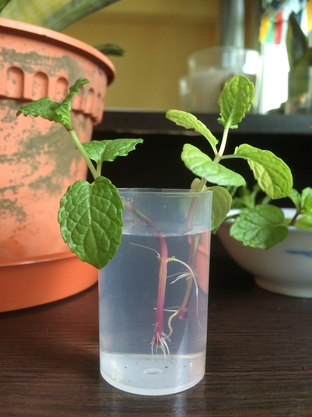 Growing Peppermint Moonlit