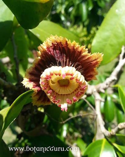 Napoleona imperialis, Napoleons Hat flower