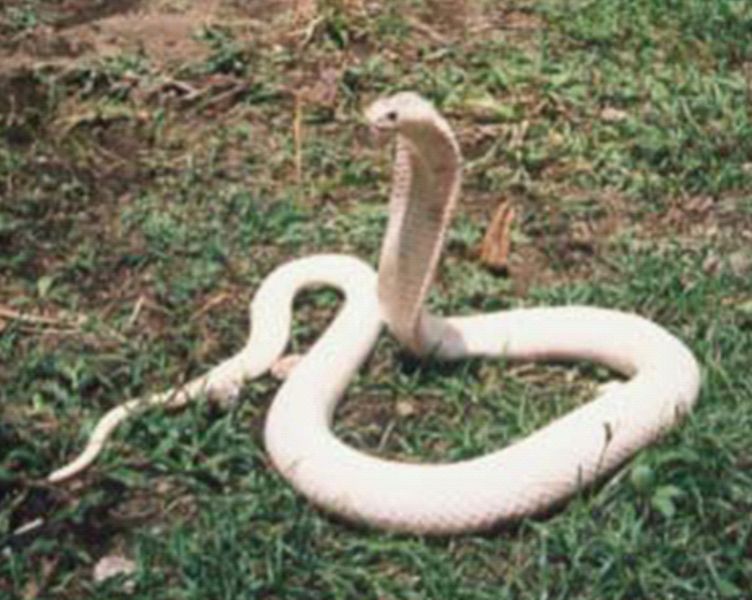 jenis - jenis ular di indonesia - limajempol