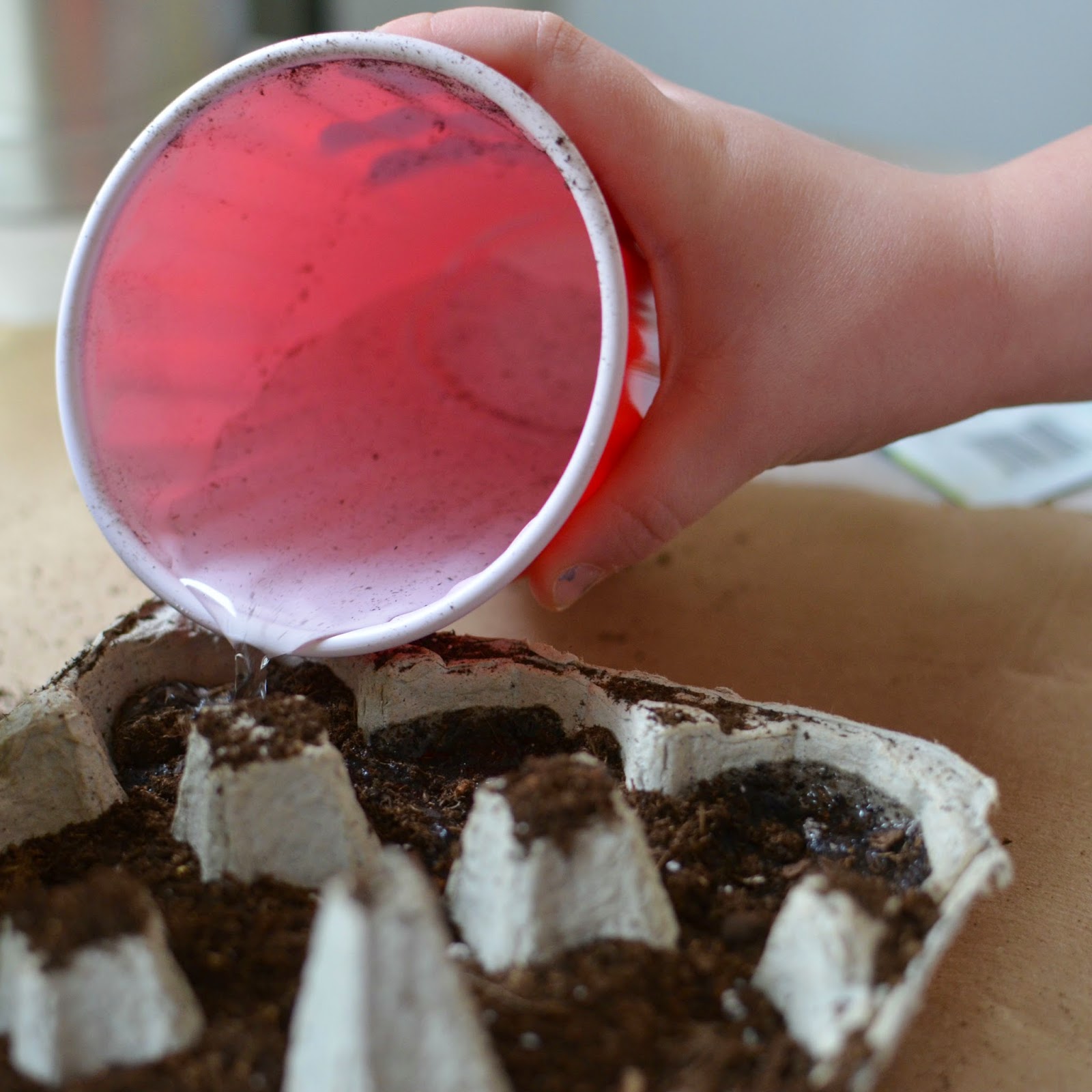 Mindful Musings Create Your Own Egg Carton Greenhouse