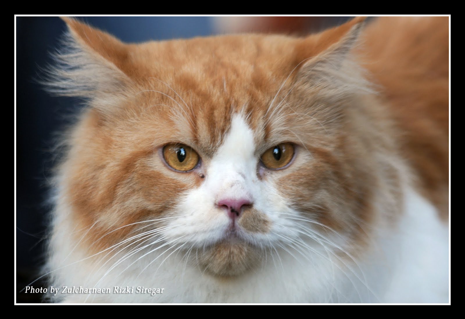 Spesial 54+ Gambar Kucing Persia Anggora