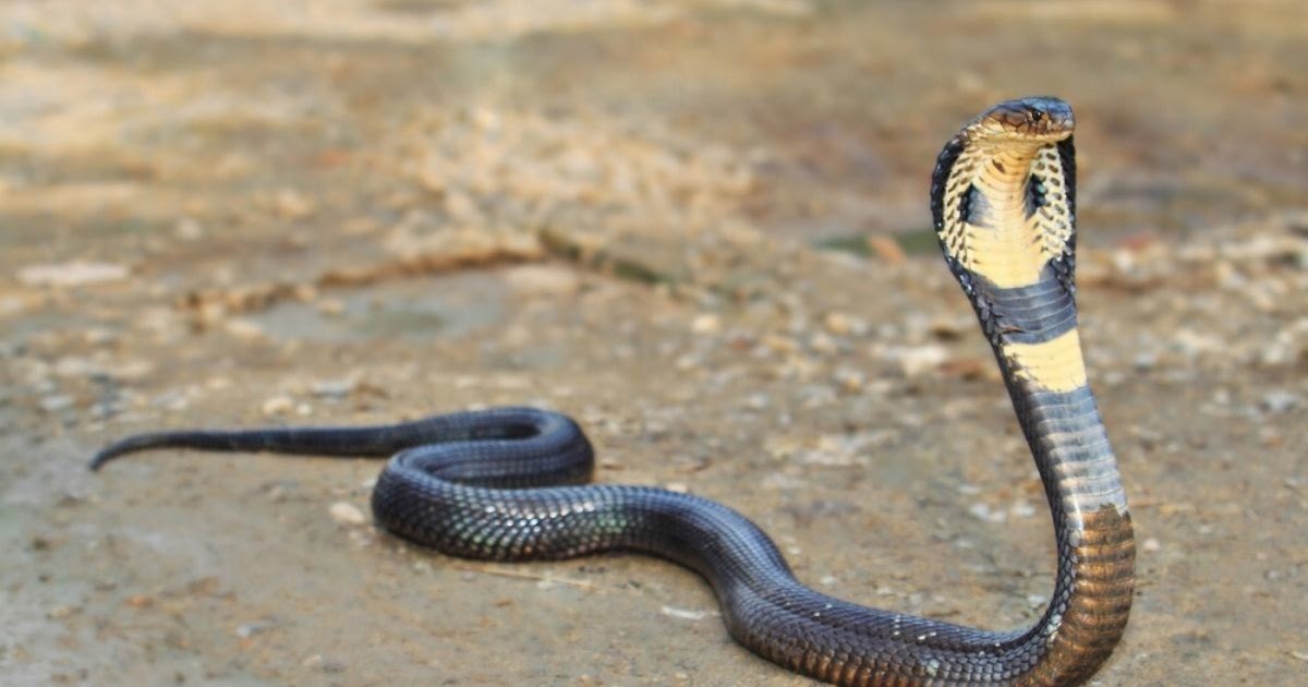 Mimpi Bertemu Ular Dan Angka Togel