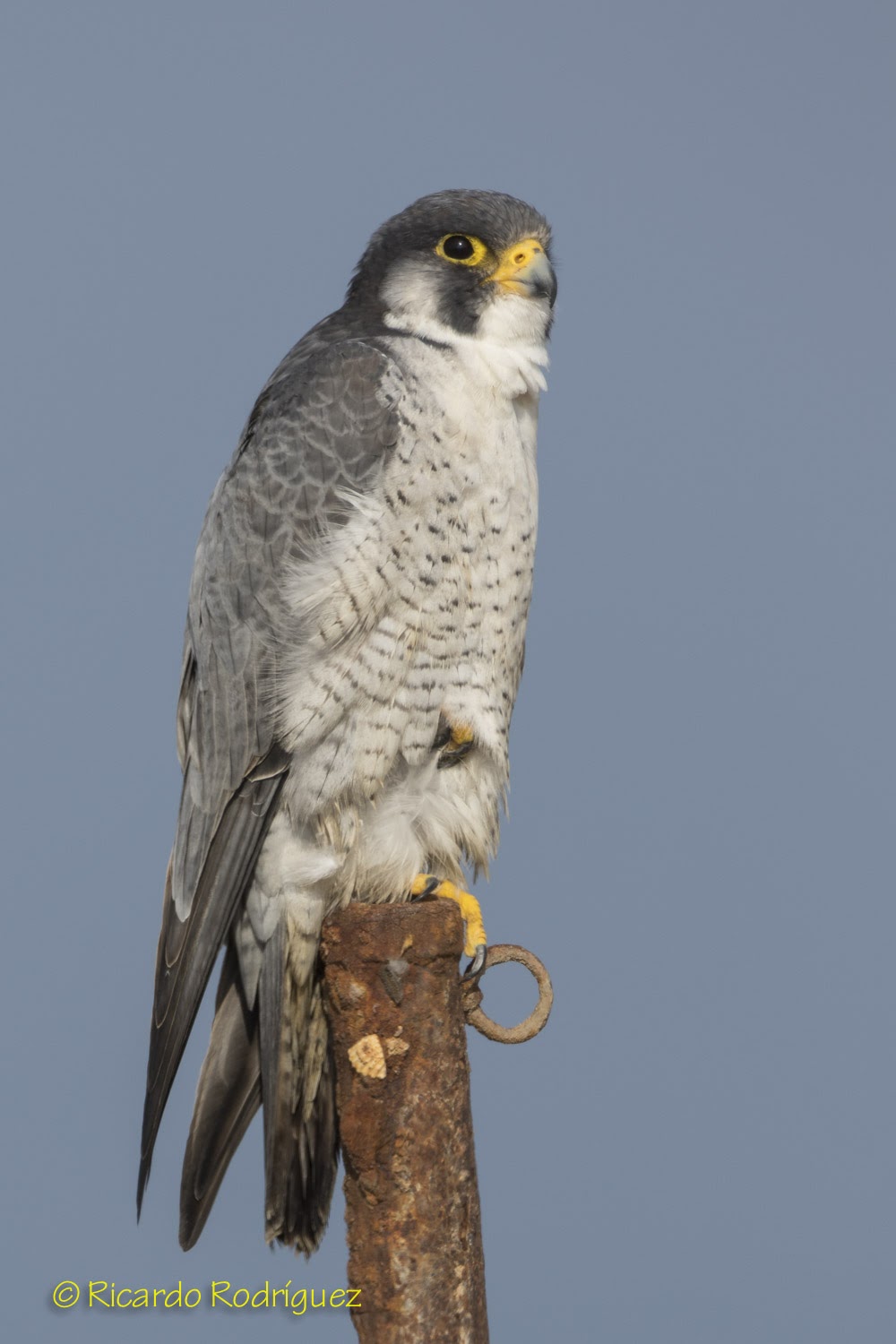 Aves Ricardo Rodriguez: Halcón peregrino 