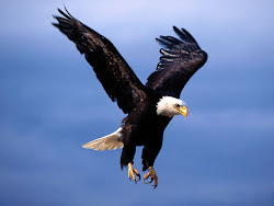 flying birds wallpapers bird desktop eagle flight backgrounds bald hawks keywords above