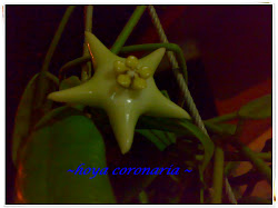 Hoya Coronaria