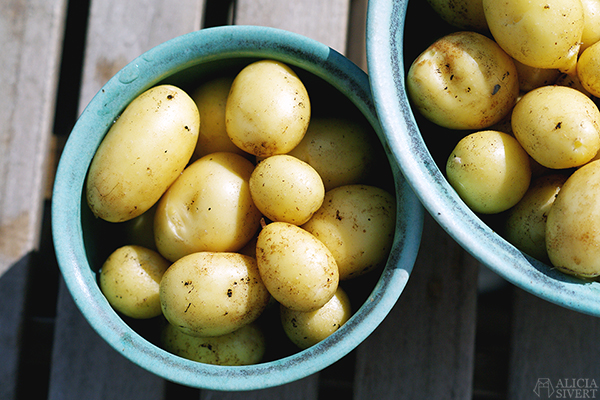 Grow potatoes in a bucket, photo by Alicia Sivertsson. odla potatis på balkong i hink aliciasivert alicia sivert odling balkongodling
