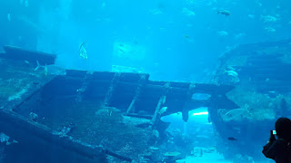 SEA aquarium shipwreck