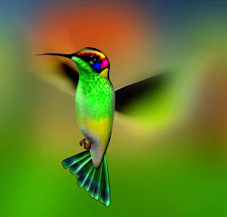 hummingbird colorful bird hummingbirds national geographic apexwallpapers colors humming birds flying flight fly flower