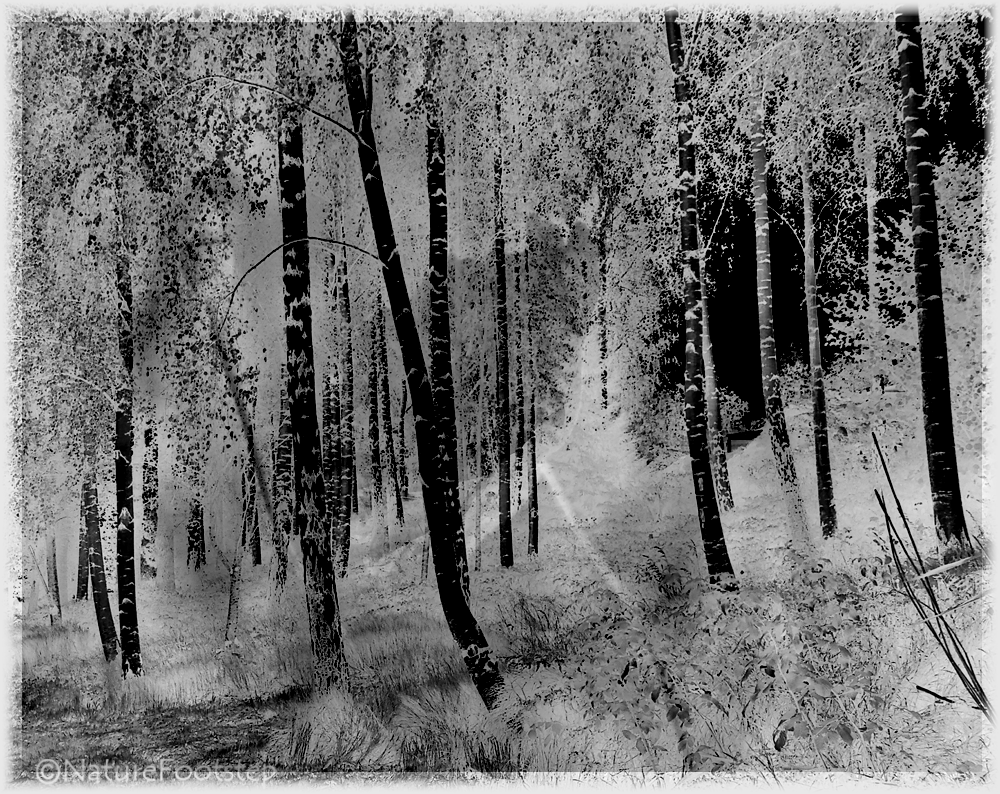 NatureFootstep PhotoArt Inverted birch forest