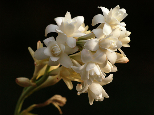 Polianthes Tuberose Flowers World