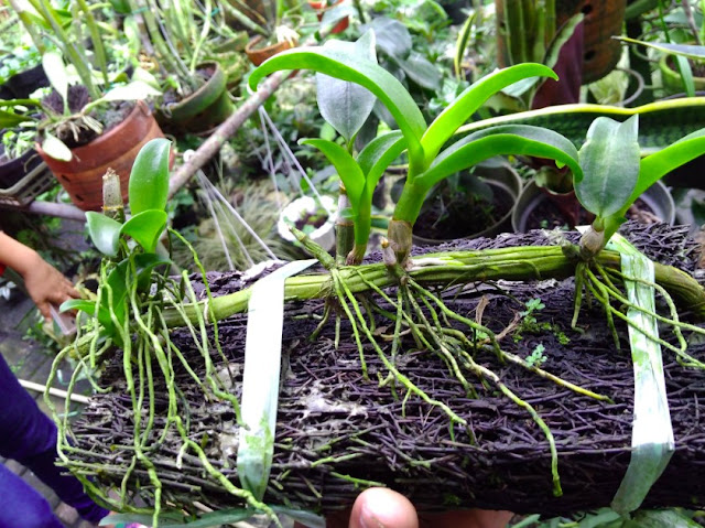 Cara Menanam Tanaman Hidroponik Anggrek Dengan Mudah Cara Menanam Tanaman Hidroponik Anggrek Dengan Mudah