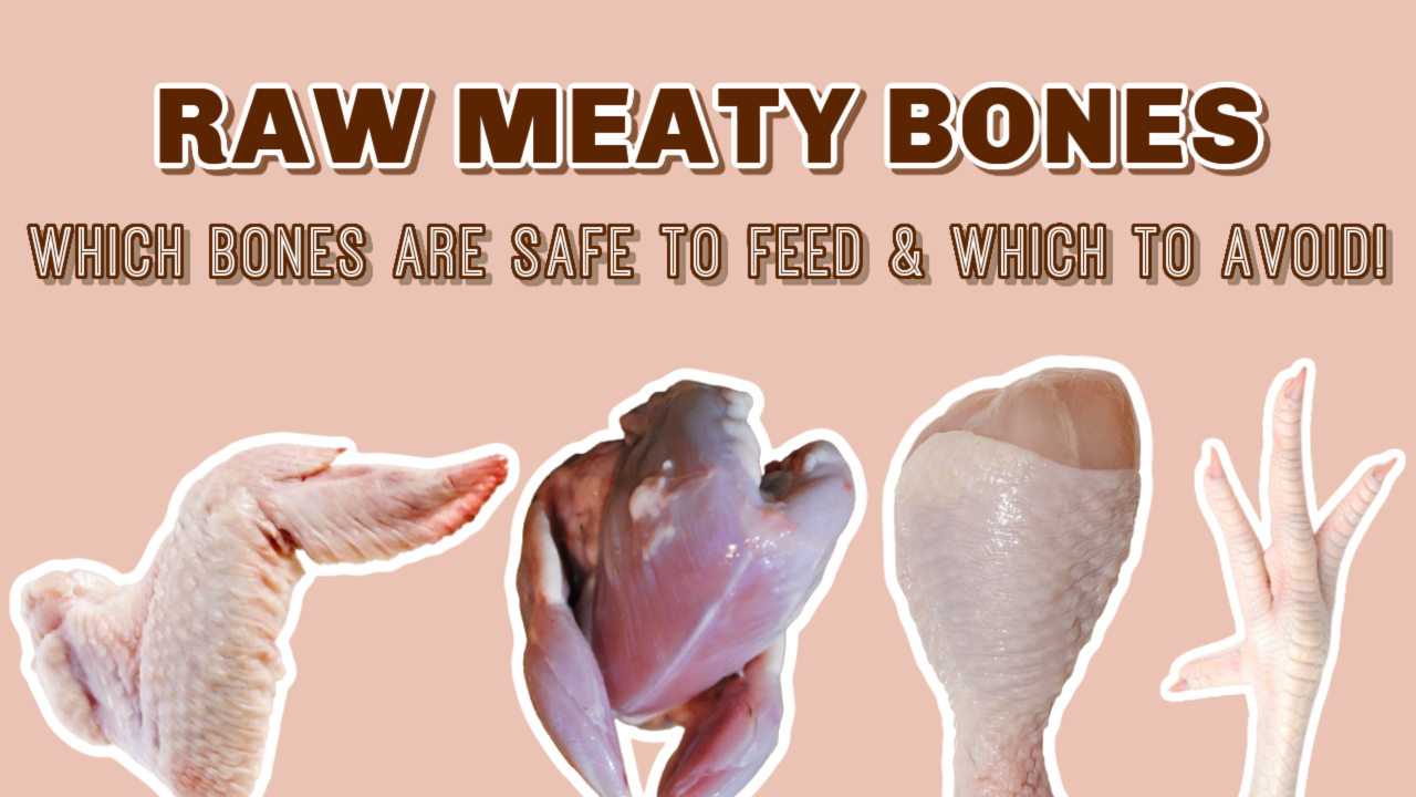 Guide to feeding raw meaty bones