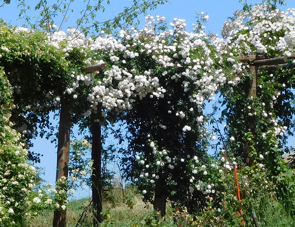 Rosa nel giardino della fattoria didattica dell ortica a Savigno Valsamoggia Bologna vicino a Zocca nell appennino