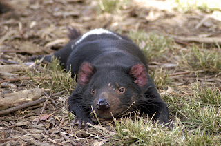 Tasmanya canavarları gececi olmalarına rağmen güneşte yatmaktan hoşlanırlar. Dövüşlerden kalan yara izleri canavarın sol gözü üzerinde rahatlıkla görülebilir.