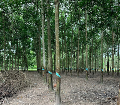 Bán đất cây lâu năm đất vườn có suối tại xã Lang Minh