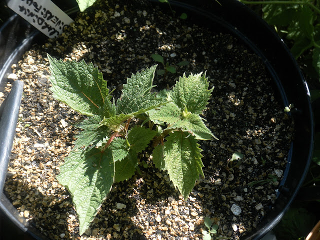 Girardinia diversifolia subsp. diversifolia (Giant Himalayan Nettle)