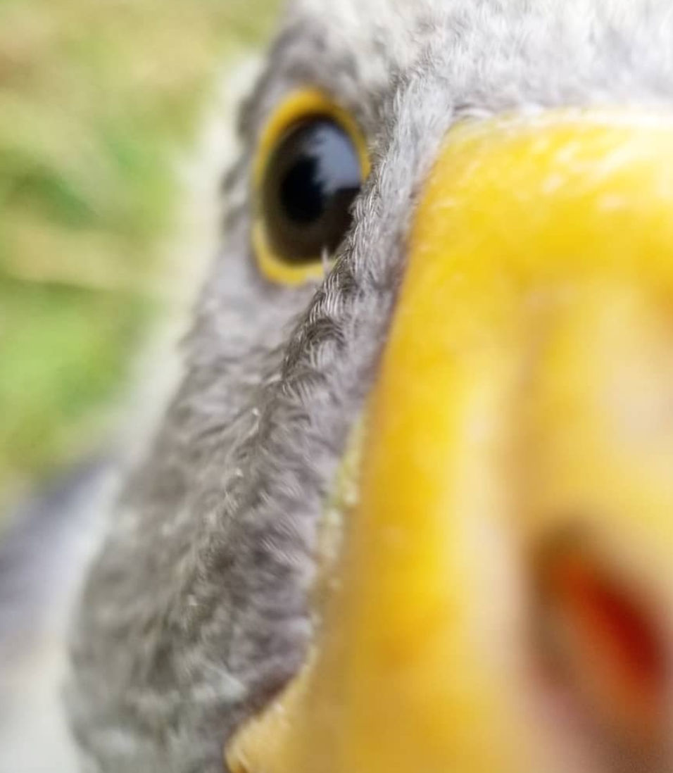 All About Goose Eyesight Fresh Eggs Daily® with Lisa Steele