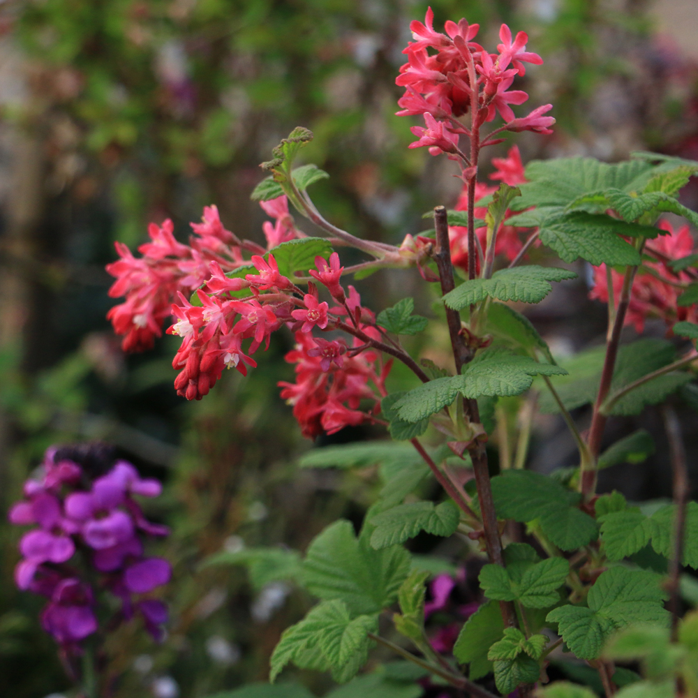 Red Flowering Ribes Stock Photos Red Flowering Ribes Stock