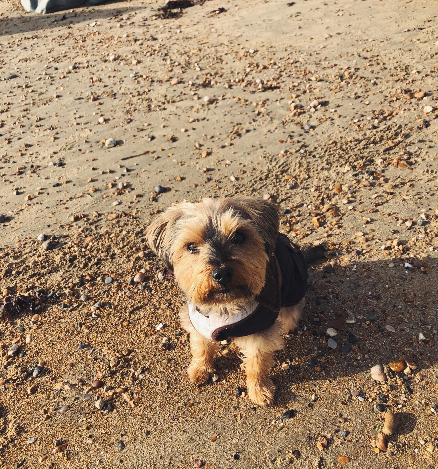 dog on a beach lyme regis dorset