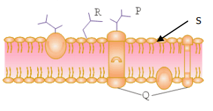 Soal Dan Pembahasan Struktur Dan Fungsi Sel Guru Biologi