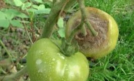 Les maladies et les ravageurs les plus reconnus sur tomate