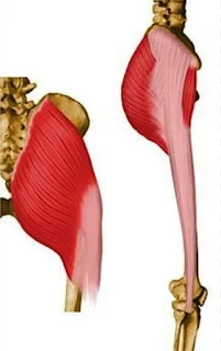 GLUTEUS MAXIMUS MUSCLE IN HUMAN BODY