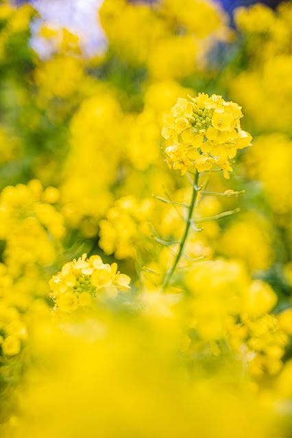 菜の花,浜離宮恩賜庭園