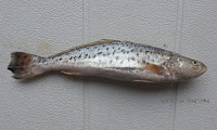 Blotched Tigertooth Croaker, Spotted Jewfish