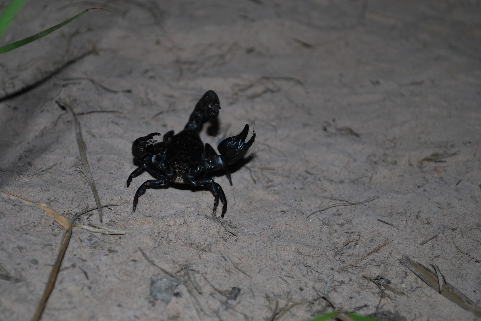 Humboldtina Venezuela Roraima (3/8) 17.03.2012