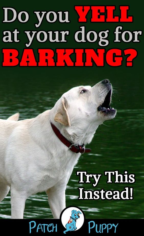 How To Train Dog How to Control Excessive Barking Train Your Dog Not