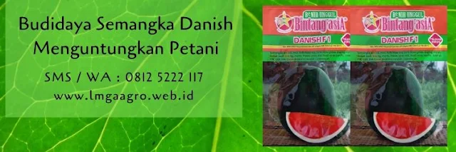 semangka danish,budidaya semangka,benih semangka,bibit semangka,buah semangka,cara menanam semangka,lmga agro