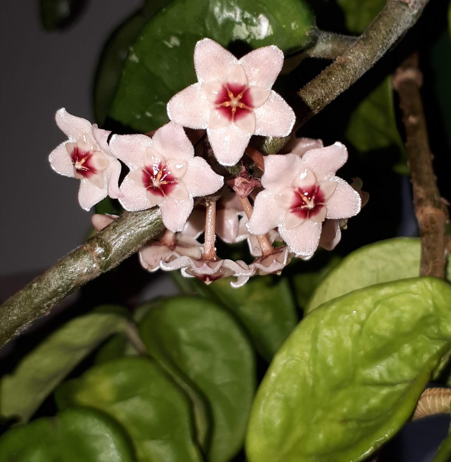 Хойя карноза бразилия Хойя карноза бразилия