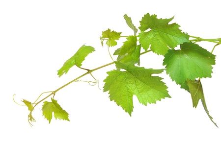 Health benefits of grape leaves