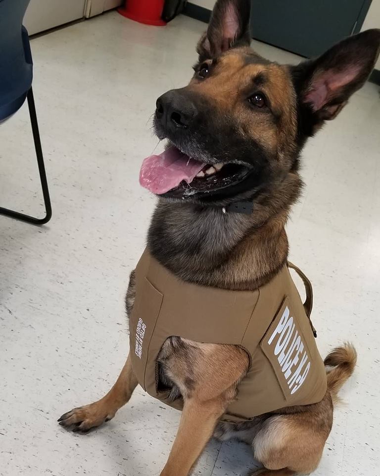 View from the Valley Seymour Police Dogs Get Bulletproof Vests