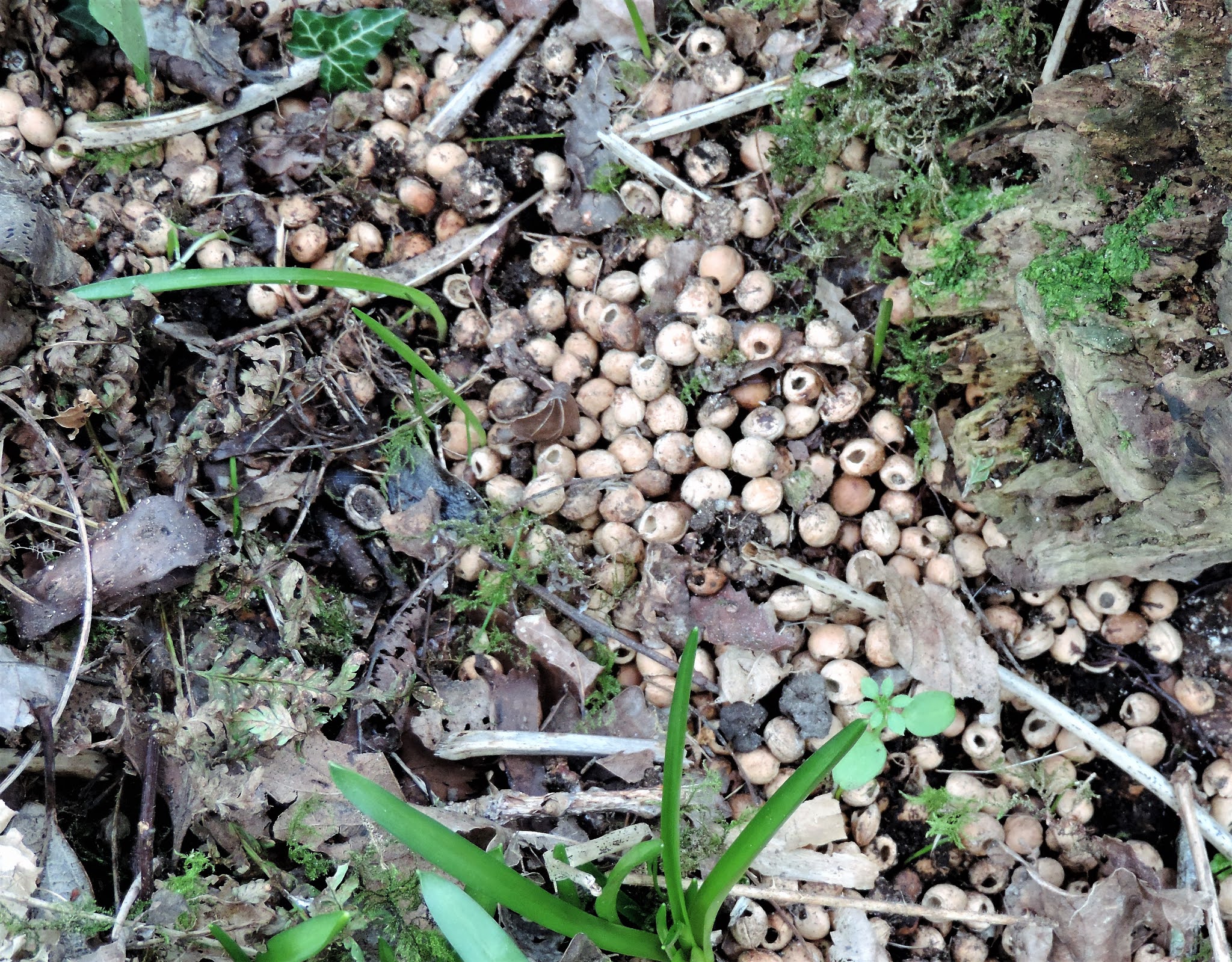 Ramblings of a Naturalist: The mouse and the cherry stones