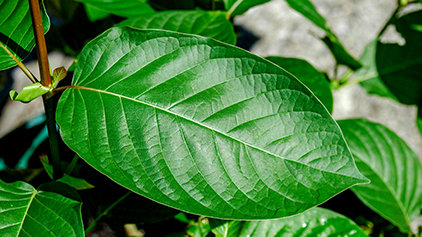 7 Best Kratom for social anxiety