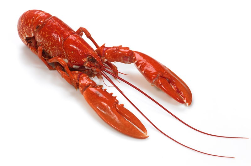 Supplier Fresh Water Lobster, Wholesale Lobster Meat, Lobster Facts