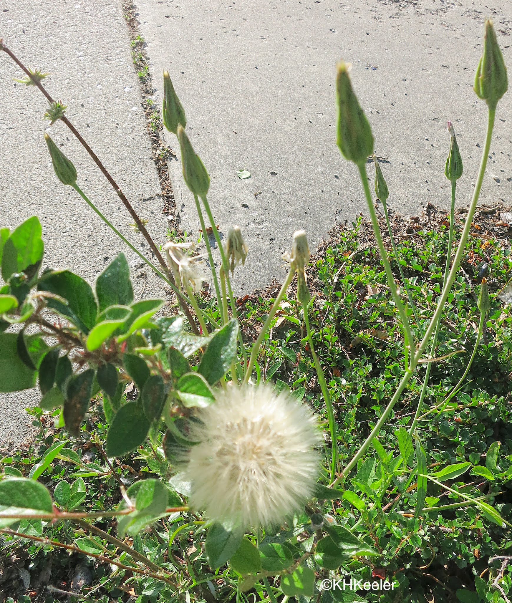 A Wandering Botanist: Plant Story–Cutleaf Vipergrass, Black Salsify