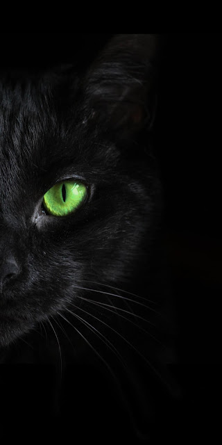IPhone Black Cat Green Eye Wallpaper