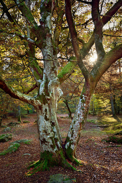 Arbre remarquable de la forêt de Fontainebleau, le charme de Musette.