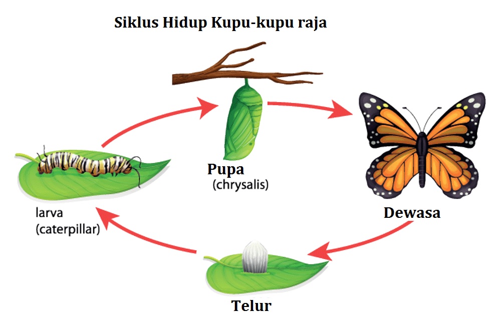 Anisa96 Penelitian Metamorfosis Larva Pada Kupu Kupu